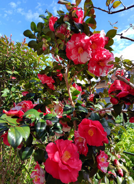 camellia20260326.jpg